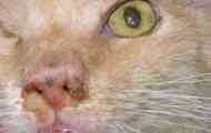 Cat snot: причини, що робити, ніж лікувати